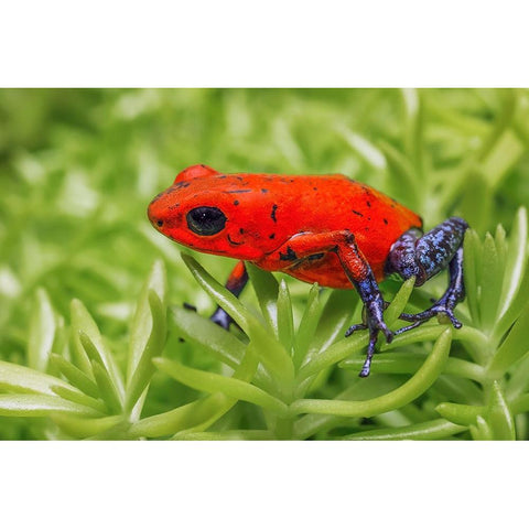 Blue-jeans frog-Strawberry poison dart frog Black Modern Wood Framed Art Print with Double Matting by Jones, Adam
