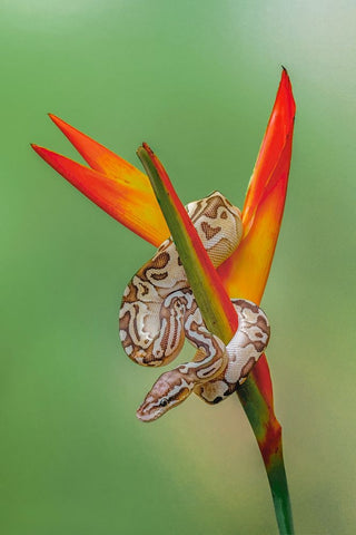 Ball python Black Ornate Wood Framed Art Print with Double Matting by Jones, Adam