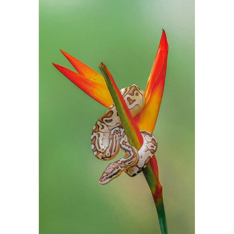 Ball python Gold Ornate Wood Framed Art Print with Double Matting by Jones, Adam