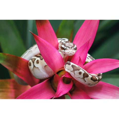 Ball python Black Modern Wood Framed Art Print with Double Matting by Jones, Adam