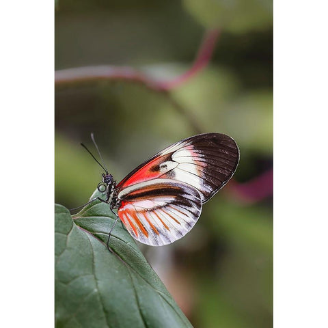 Piano key or Postman butterflies Black Modern Wood Framed Art Print by Jones, Adam