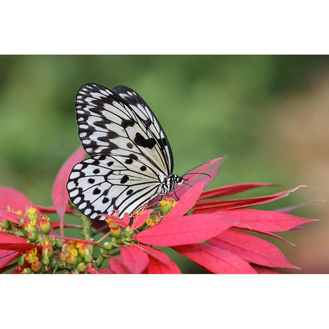 Paper kite or Large tree nymph butterfly Black Modern Wood Framed Art Print by Jones, Adam