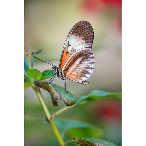 Piano key or Postman butterflies Black Modern Wood Framed Art Print by Jones, Adam