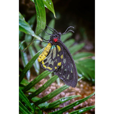 Common green birdwing-Cape York Birdwing Gold Ornate Wood Framed Art Print with Double Matting by Jones, Adam