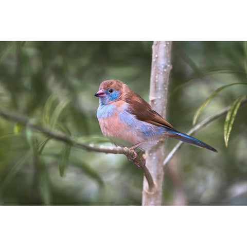 Female Red-cheeked cordon-bleu Black Modern Wood Framed Art Print with Double Matting by Jones, Adam