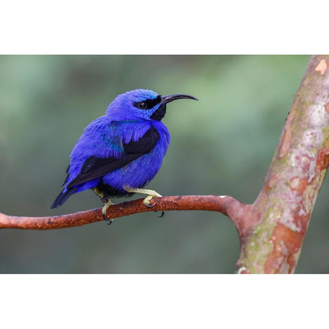 Yellow-legged honeycreeper-native to South America Black Modern Wood Framed Art Print with Double Matting by Jones, Adam