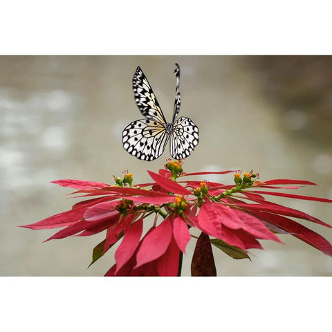 Paper kite or Large tree nymph butterfly flying Black Modern Wood Framed Art Print with Double Matting by Jones, Adam