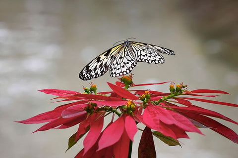 Paper kite or Large tree nymph butterfly flying Black Ornate Wood Framed Art Print with Double Matting by Jones, Adam