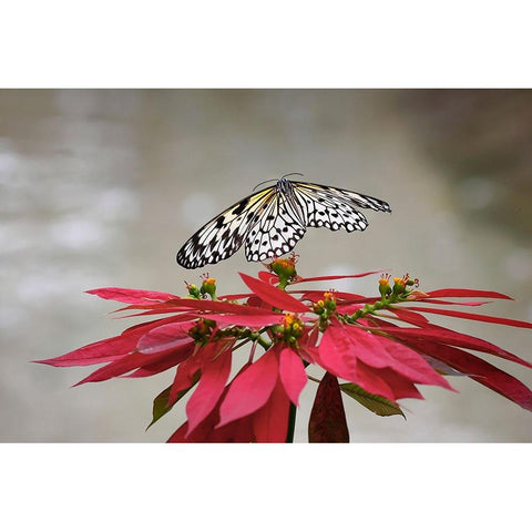 Paper kite or Large tree nymph butterfly flying White Modern Wood Framed Art Print by Jones, Adam