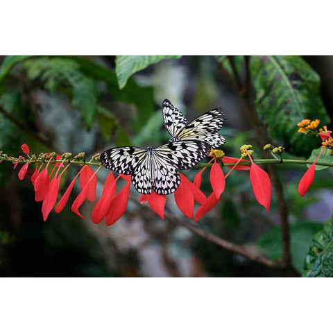 Paper kite or Large tree nymph butterfly flying Gold Ornate Wood Framed Art Print with Double Matting by Jones, Adam