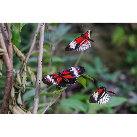 Piano key or Postman butterflies flying Black Modern Wood Framed Art Print with Double Matting by Jones, Adam