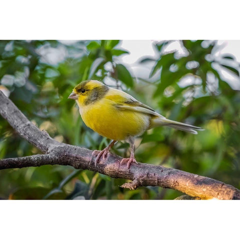 Canary-native to Canary Island Black Modern Wood Framed Art Print with Double Matting by Jones, Adam