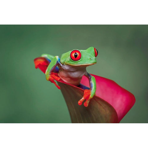 Red-eyed tree frog Gold Ornate Wood Framed Art Print with Double Matting by Jones, Adam