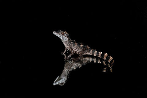 Crocodile Gecko-Moorish Gecko White Modern Wood Framed Art Print with Double Matting by Jones, Adam