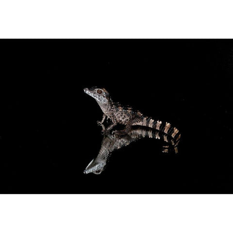 Crocodile Gecko-Moorish Gecko White Modern Wood Framed Art Print by Jones, Adam