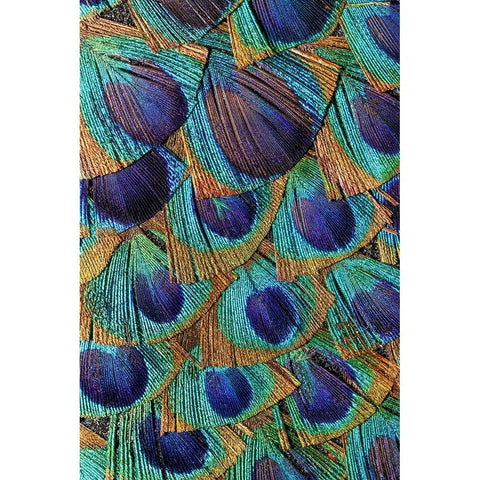 Pattern in peacock feathers Gold Ornate Wood Framed Art Print with Double Matting by Jones, Adam