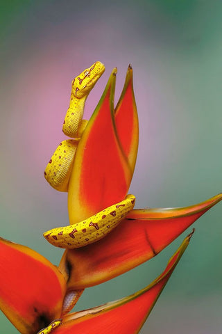 Juvenile Green tree python White Modern Wood Framed Art Print with Double Matting by Jones, Adam