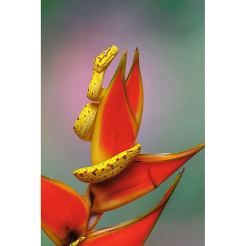 Juvenile Green tree python Black Modern Wood Framed Art Print by Jones, Adam