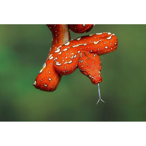 Juvenile Green tree python Black Modern Wood Framed Art Print by Jones, Adam