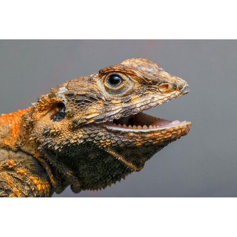 Bearded dragon-Pogona, Black Modern Wood Framed Art Print by Jones, Adam