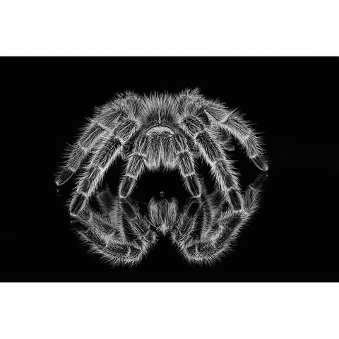 Black and white of Mexican redknee tarantula reflected on mirror Black Modern Wood Framed Art Print by Jones, Adam