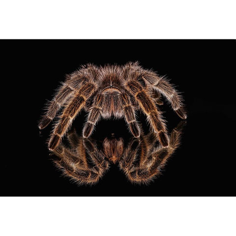 Mexican redknee tarantula reflected on mirror Black Modern Wood Framed Art Print by Jones, Adam