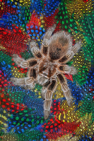 Mexican redknee tarantula on colorful feathers Black Ornate Wood Framed Art Print with Double Matting by Jones, Adam