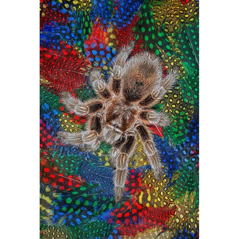 Mexican redknee tarantula on colorful feathers Black Modern Wood Framed Art Print by Jones, Adam