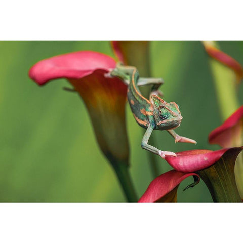 Veiled chameleon White Modern Wood Framed Art Print by Jones, Adam