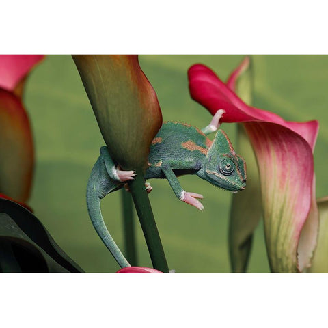 Veiled chameleon Gold Ornate Wood Framed Art Print with Double Matting by Jones, Adam