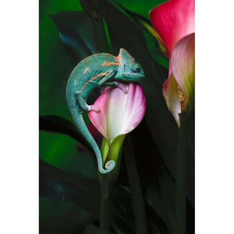 Veiled chameleon Gold Ornate Wood Framed Art Print with Double Matting by Jones, Adam