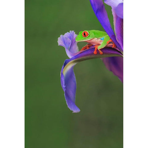 Red-eyed tree frog climbing on iris flower Black Modern Wood Framed Art Print with Double Matting by Jones, Adam
