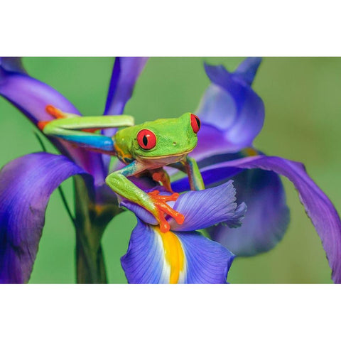 Red-eyed tree frog climbing on iris flower Black Modern Wood Framed Art Print by Jones, Adam