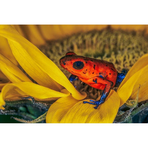 Blue-jean frog-Strawberry poison dart frog Black Modern Wood Framed Art Print by Jones, Adam