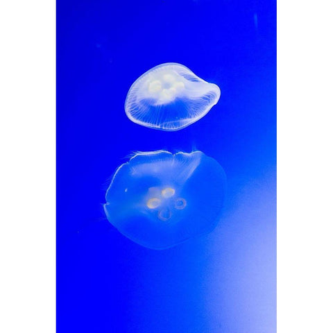 Graceful Jellyfish in Aquarium Gold Ornate Wood Framed Art Print with Double Matting by Miller, Anna