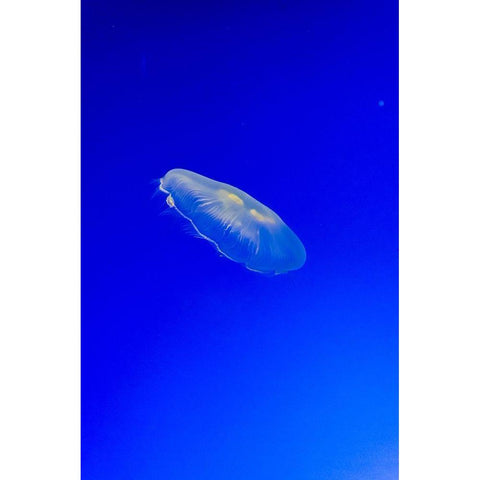 Graceful Jellyfish in Aquarium Gold Ornate Wood Framed Art Print with Double Matting by Miller, Anna