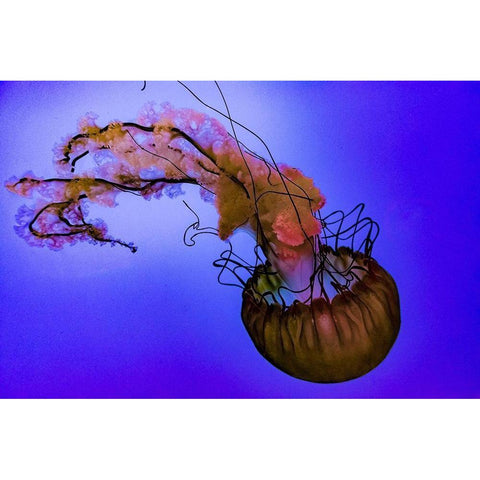 Graceful Jellyfish in Aquarium Black Modern Wood Framed Art Print by Miller, Anna