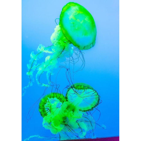 Graceful Jellyfish in Aquarium White Modern Wood Framed Art Print by Miller, Anna