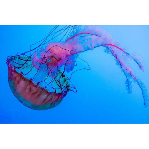 Graceful Jellyfish in Aquarium White Modern Wood Framed Art Print by Miller, Anna