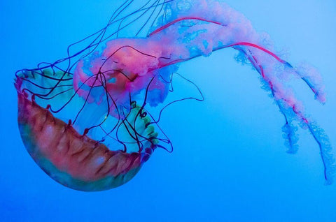 Graceful Jellyfish in Aquarium White Modern Wood Framed Art Print with Double Matting by Miller, Anna