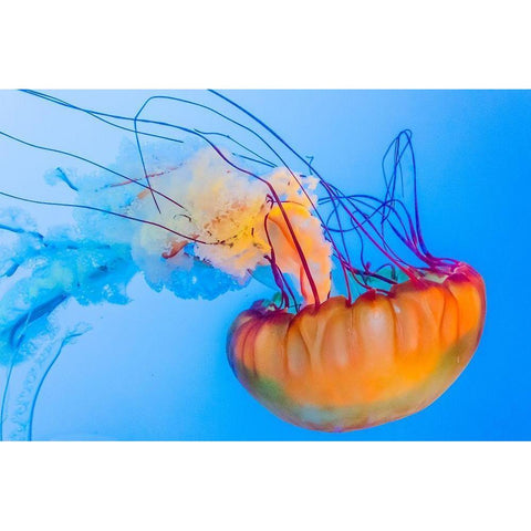 Graceful Jellyfish in Aquarium Black Modern Wood Framed Art Print with Double Matting by Miller, Anna