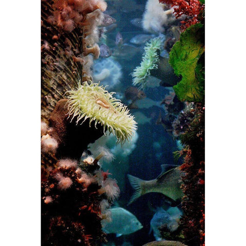 Anemones growing on wood pier pilings Gold Ornate Wood Framed Art Print with Double Matting by Miller, Anna
