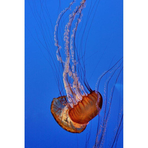 Graceful Jellyfish in Aquarium Gold Ornate Wood Framed Art Print with Double Matting by Miller, Anna