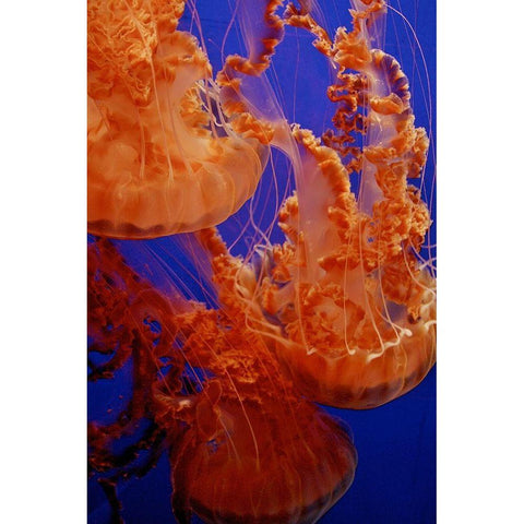 Graceful Jellyfish in Aquarium Black Modern Wood Framed Art Print by Miller, Anna