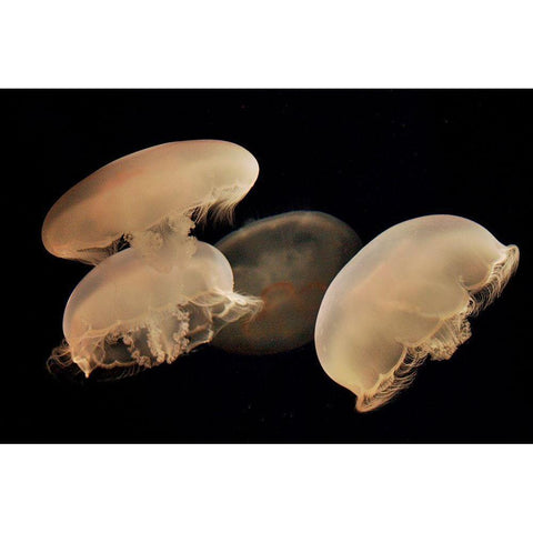 Graceful Jellyfish in Aquarium Gold Ornate Wood Framed Art Print with Double Matting by Miller, Anna