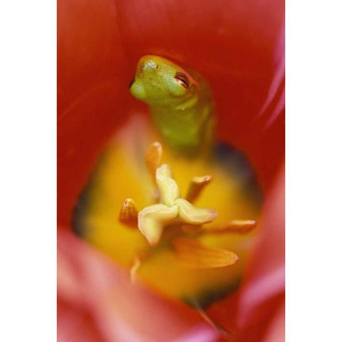 Frog In Tulip Gold Ornate Wood Framed Art Print with Double Matting by Rotenberg, Nancy