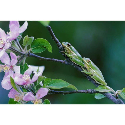Two Frogs on Branch Gold Ornate Wood Framed Art Print with Double Matting by Rotenberg, Nancy