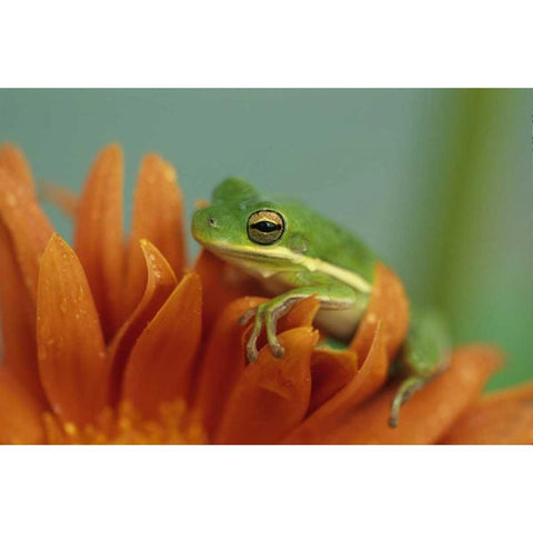 Green Tree Frog on Flower in garden White Modern Wood Framed Art Print by Rotenberg, Nancy