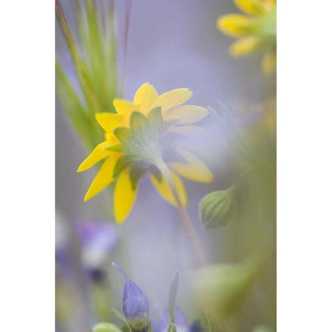 Close-up of wildflowers Black Modern Wood Framed Art Print by Anon, Ellen