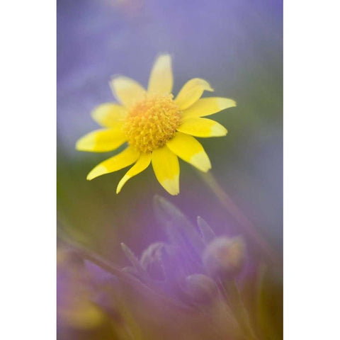Soft focus of yellow flower among purple flowers Black Modern Wood Framed Art Print by Anon, Ellen